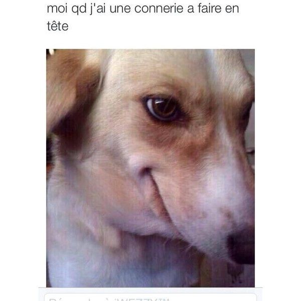 Moi quand j'ai une connerie en tête