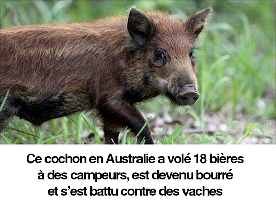 L'incroyable histoire d'un cochon en Australie