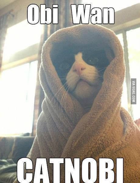 Obi Wan Catnobi