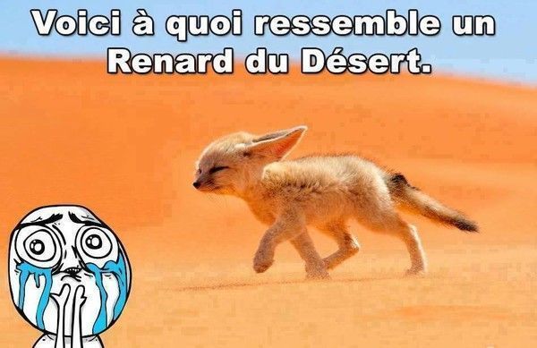 Et voici un renard du désert