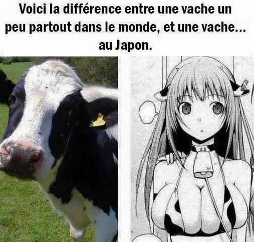 Il y a vache, et vache, #Japan