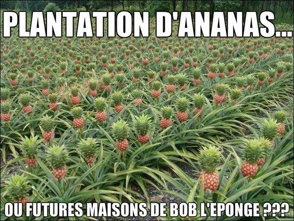 Plantation d'ananas... Ou maisons de Bob l'éponge...