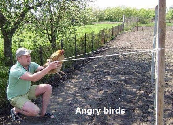 Angry birds version réalité !!!