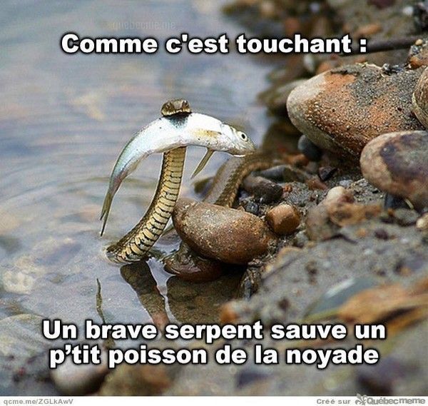 La nature est touchante... Un serpent sauve un poisson !