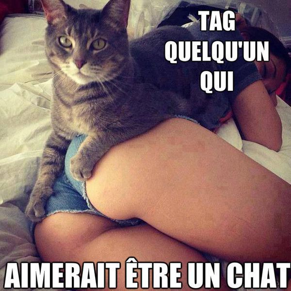 Tag quelqu'un qui aimerait être un chat