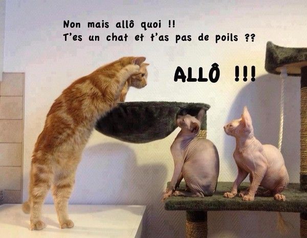 Allô ? Nan mais allô quoi !?