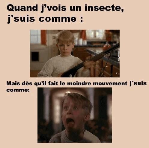 J'ai pas peur des insectes sauf quand...