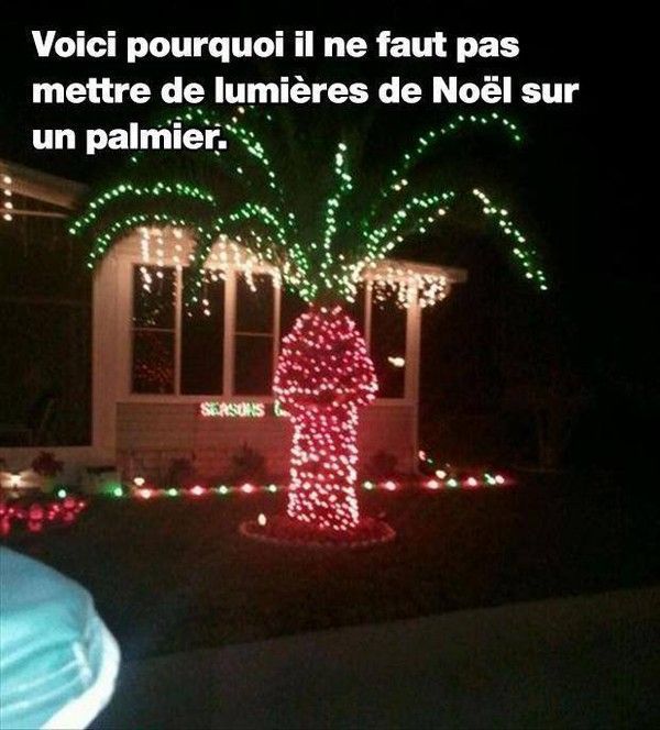 A Noël... Ne JAMAIS décorer un palmier...