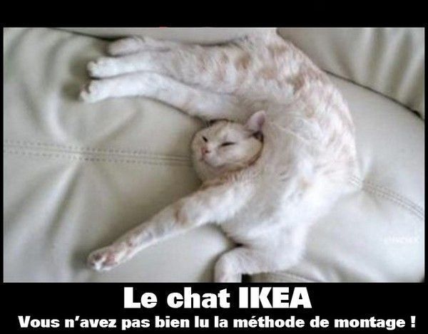 Le chat Ikéa