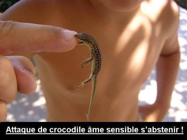 Attention c'est choquant... Attaque de crocodile !!!