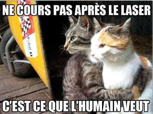 Chat, ne cours pas après le laser