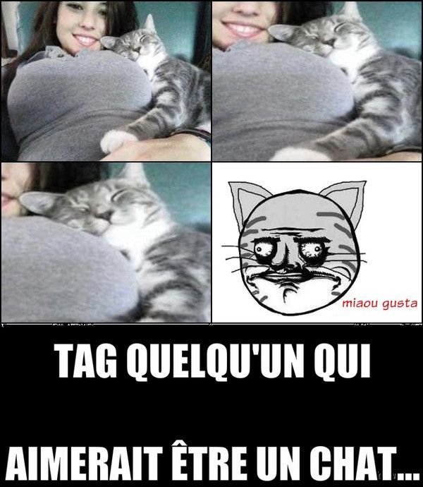 Tag quelqu'un qui aimerait être un chat