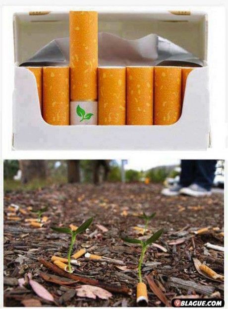 Mégots de cigarettes biodégradables
