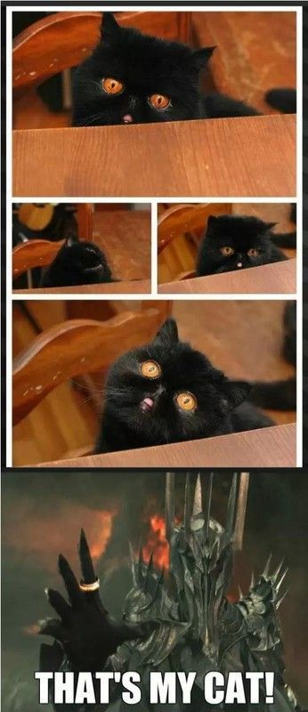 Sauron : "That's my cat"