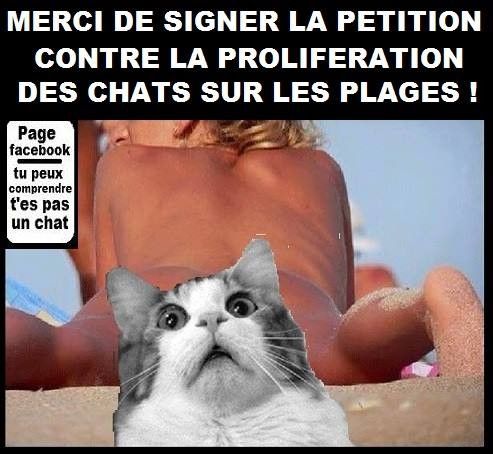 Pétition contre les chats sur les plages !!!