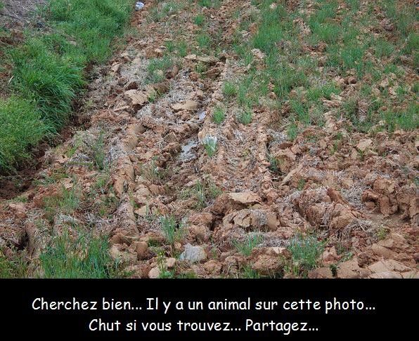 Quel animal se cache sur cette photo ?