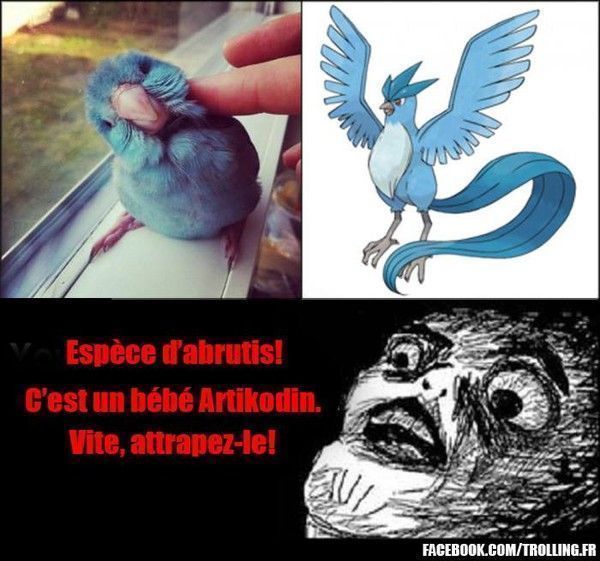 Pokemon : il existe !!!