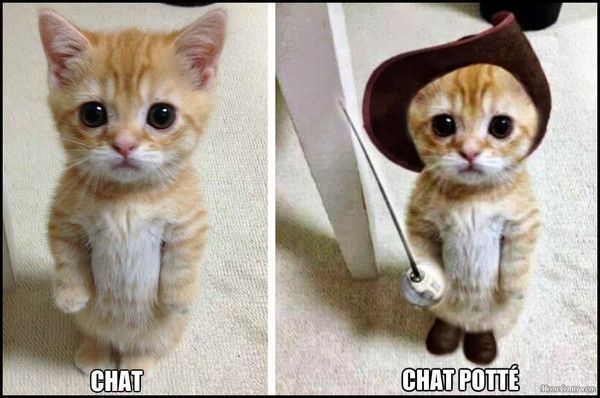 Le chat Vs le chat potté